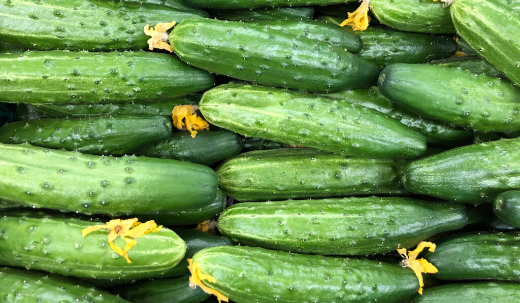 macro photo of fresh green cucumbers 
