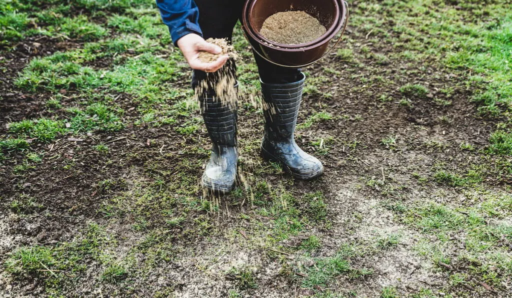 man planting grass 