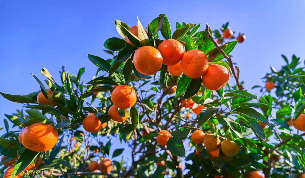 mandarin tree branches in the orchard 