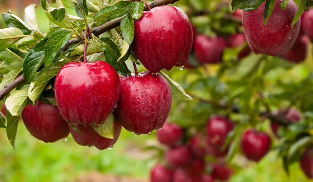 ripe red delicious apples on a tree