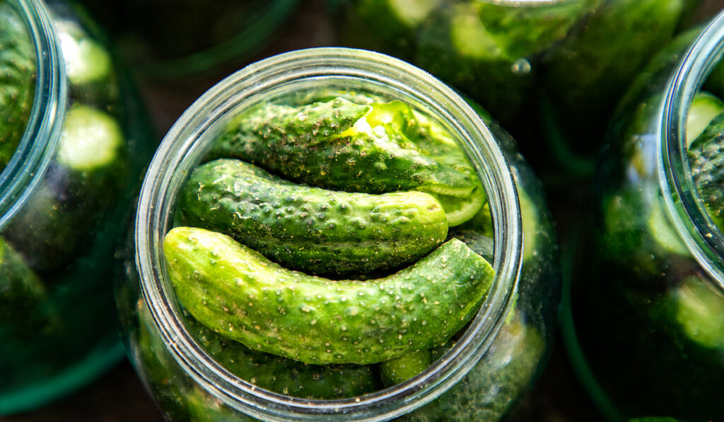 small dark prickly cucumbers in glass jar, pickling process