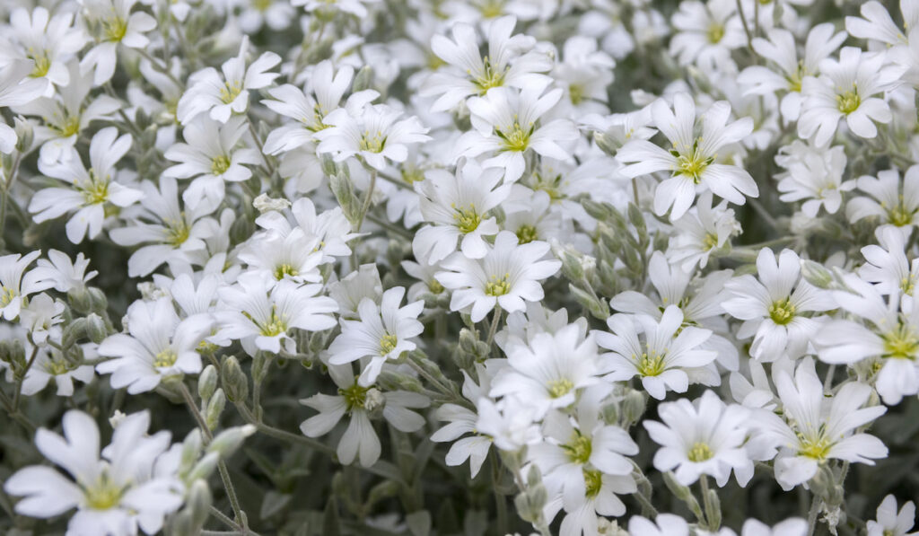 snow-in-summer or cerastium tomentosum in bloom, white flowers in the garden