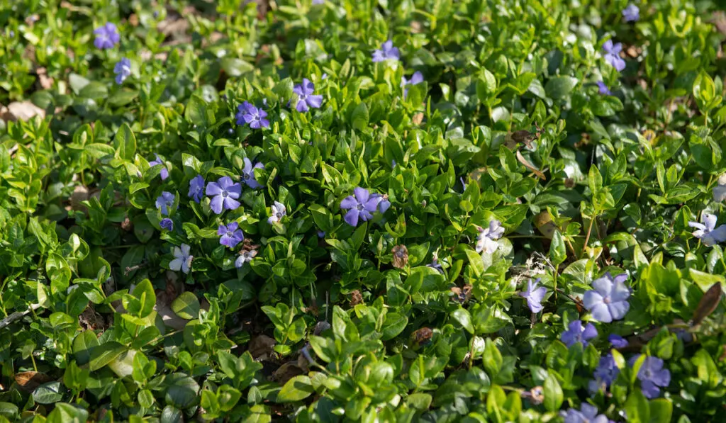 spring flowering blue flowers or Vinca minor 'Bowles's Variety growing in a garden 