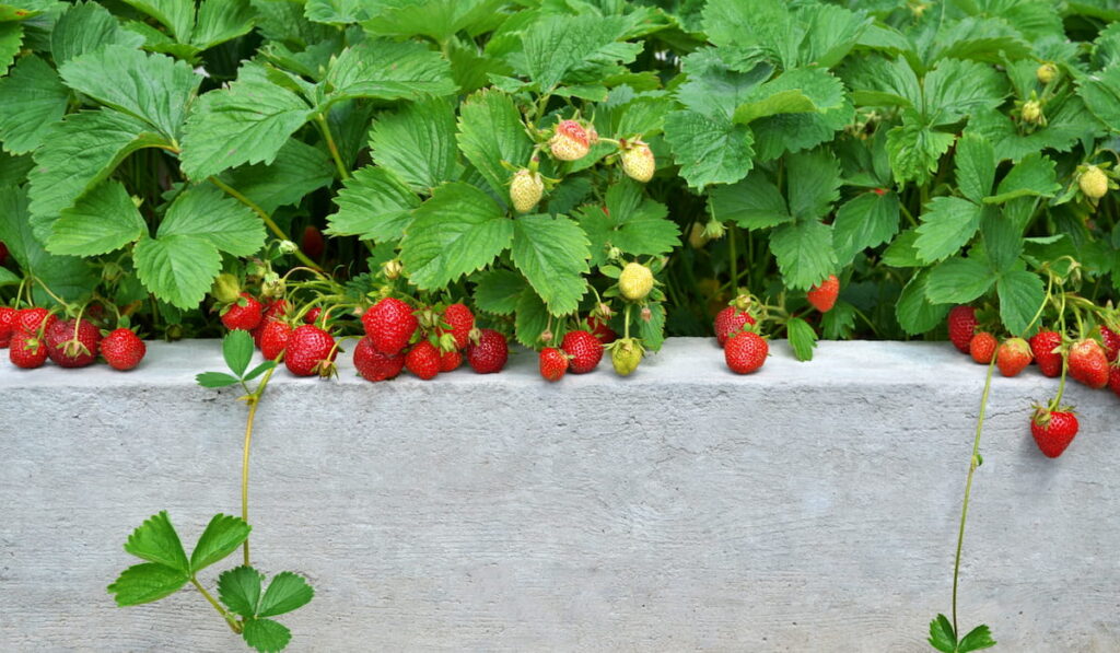 strawberries grow on raised bed in the garden 