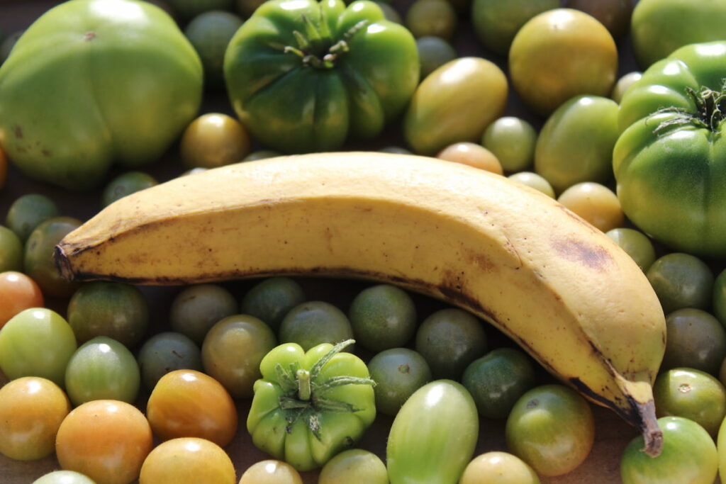 unripe tomatoes that ripen faster with a banana