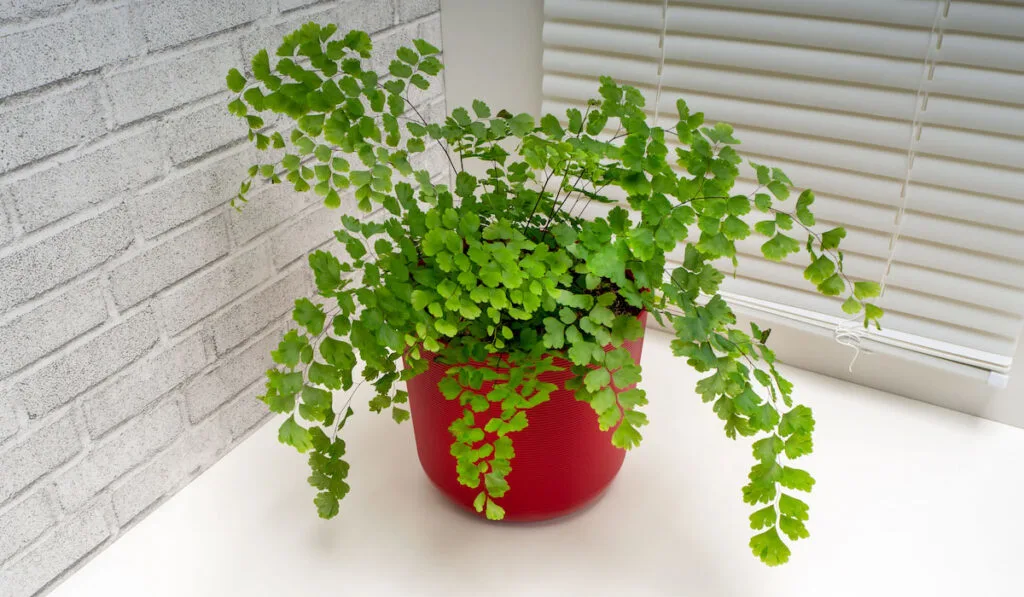 Adiantum raddianum also known s maidenhair fern in red pot near window blinds