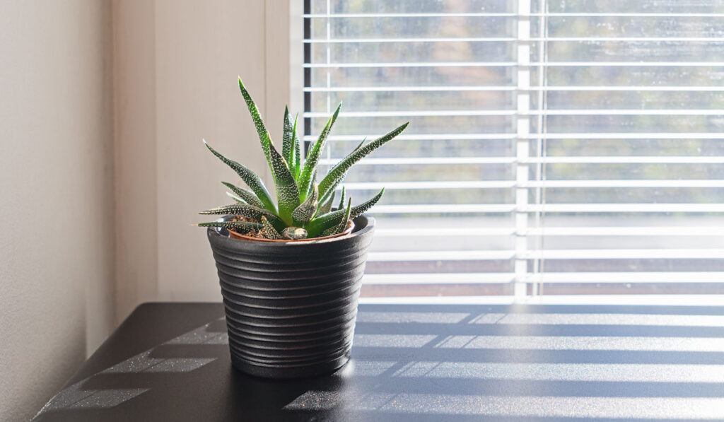 Aloe plant in small black pot on background of window with blinds