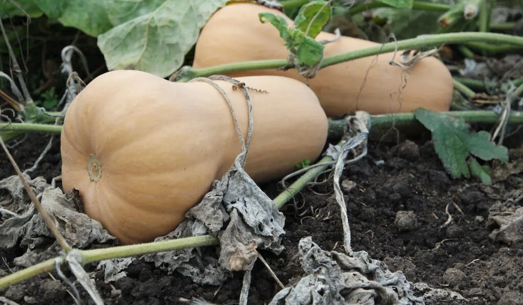 Big butternut squash lying on the ground under its large leaves