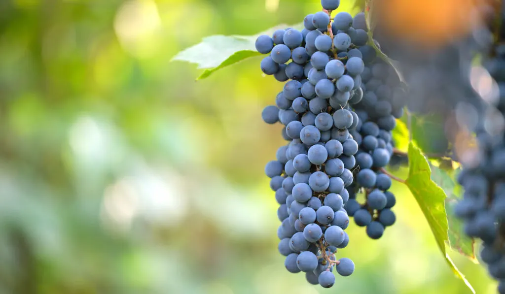 Blue grapes growing in vine yard 