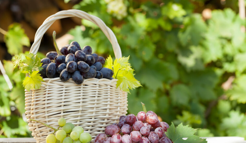 Colorful grapes in basket, autumn vineyard harvest