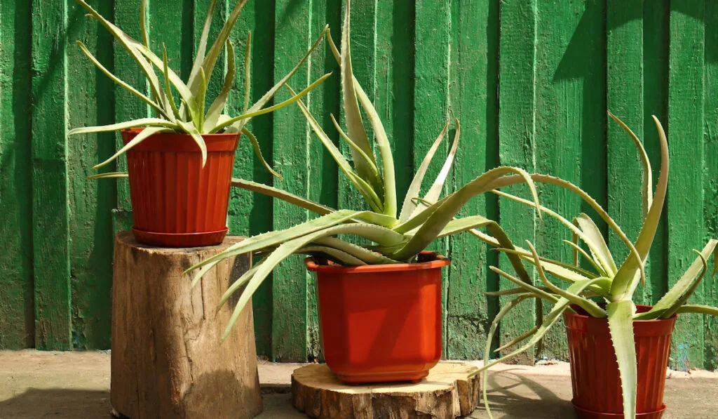 Flowerpots with aloe vera plants near green wooden wall outdoors