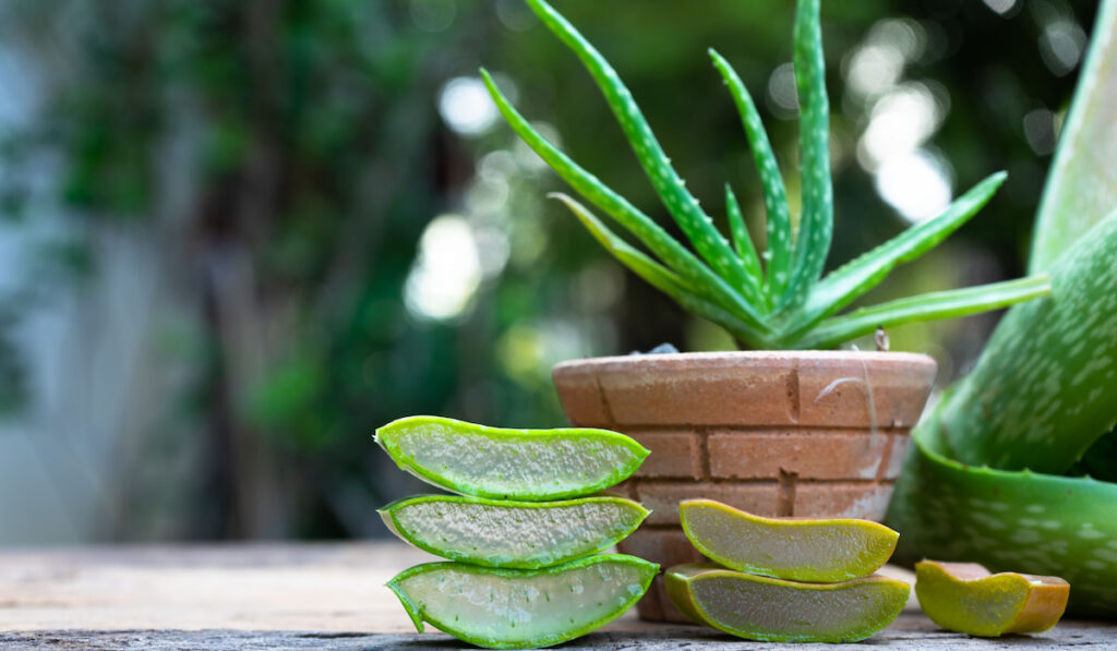 Fresh aloe vera stem slices on wooden table and aloe vera plant in a pot on the background
