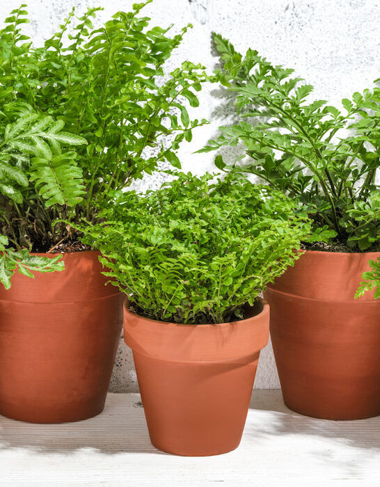 different indoor ferns potted in a small clay pots in a white house