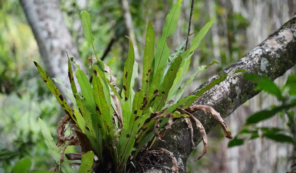 Long Strap fern ( campyloneurum phyllitidis ) in Florida