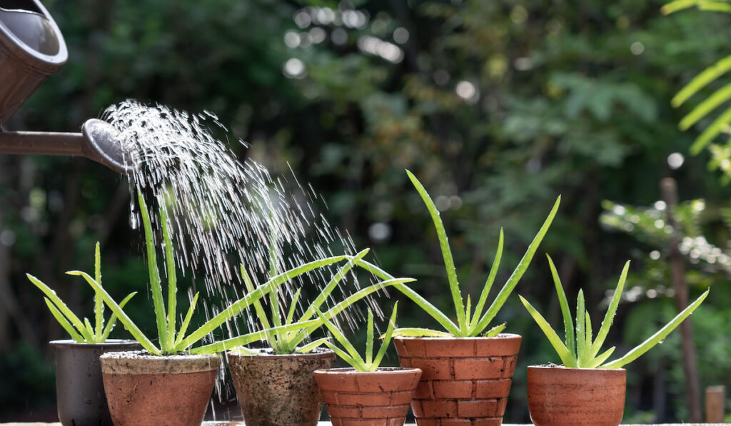 Morning outdoor activity, watering aloe vera plant in different pots
