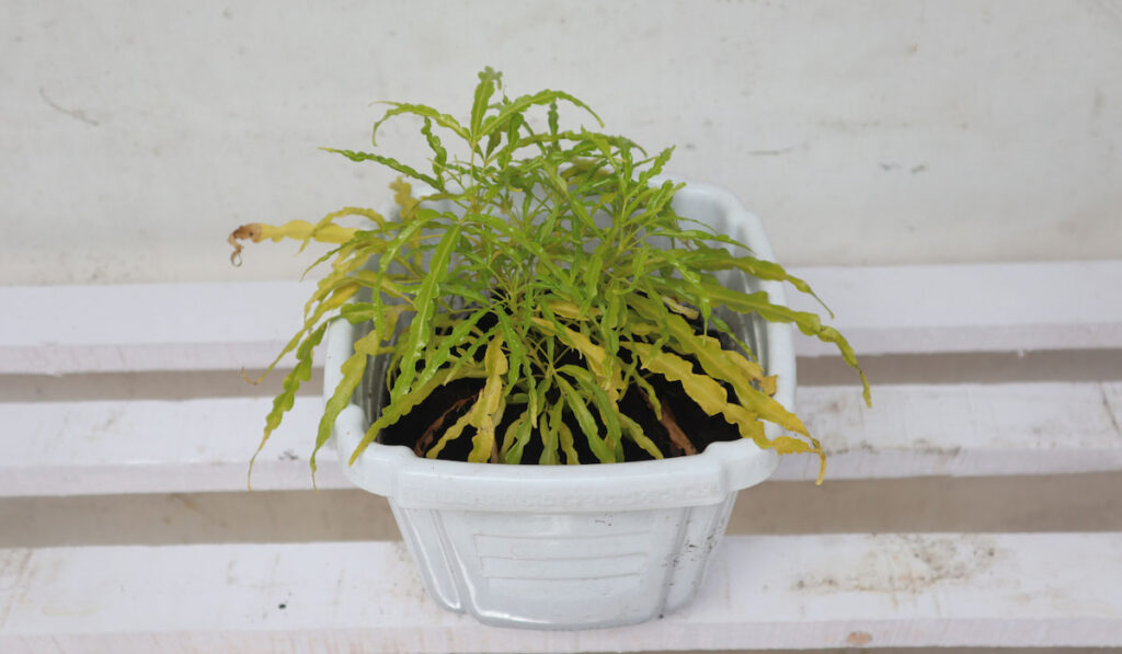 Pteris cretica or cretan brake fern in white pot