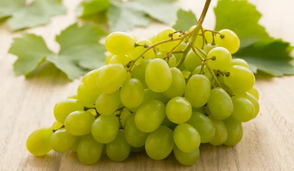 bunch of fresh green grapes with grape leaves on the background on the table