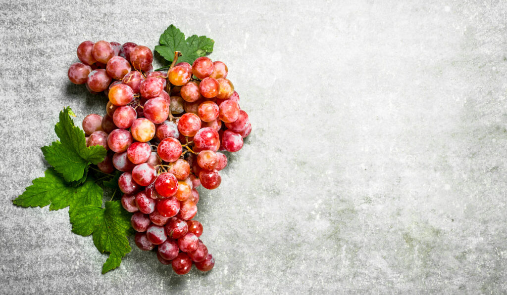 bunch of red grapes on the stone texture background 