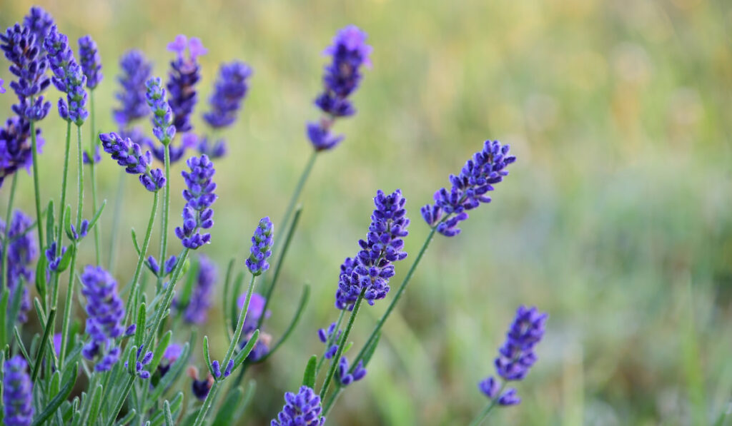 Beautiful lavender plant on blurry nature background