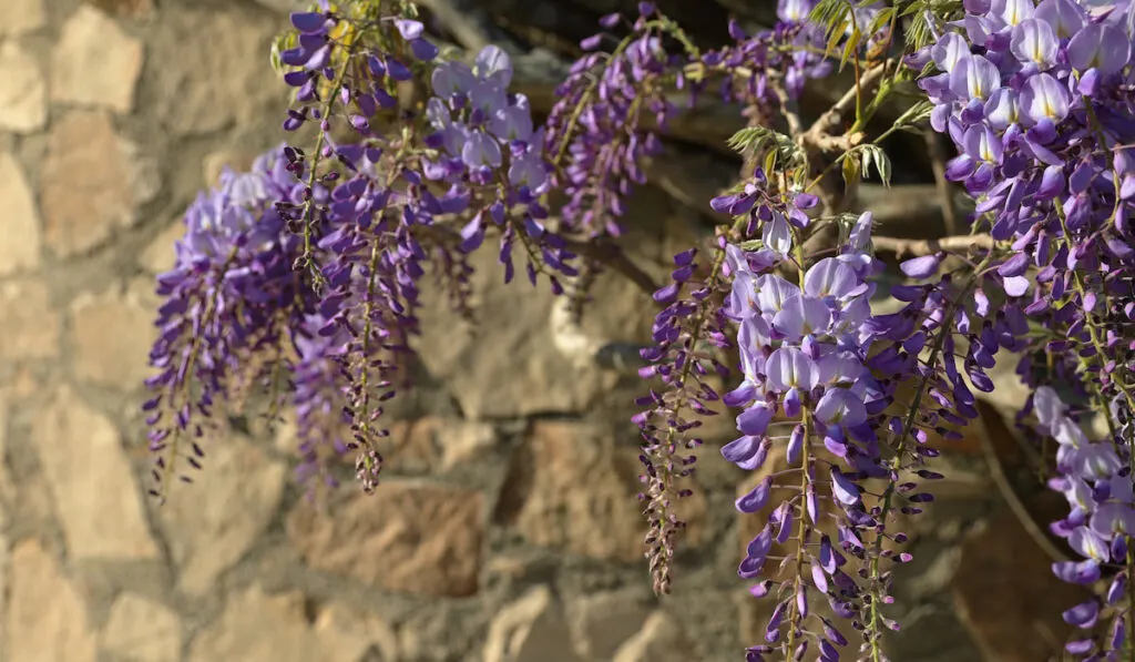 blue purple blooming wisteria sinensis bush climbing wild stones masonry wall
