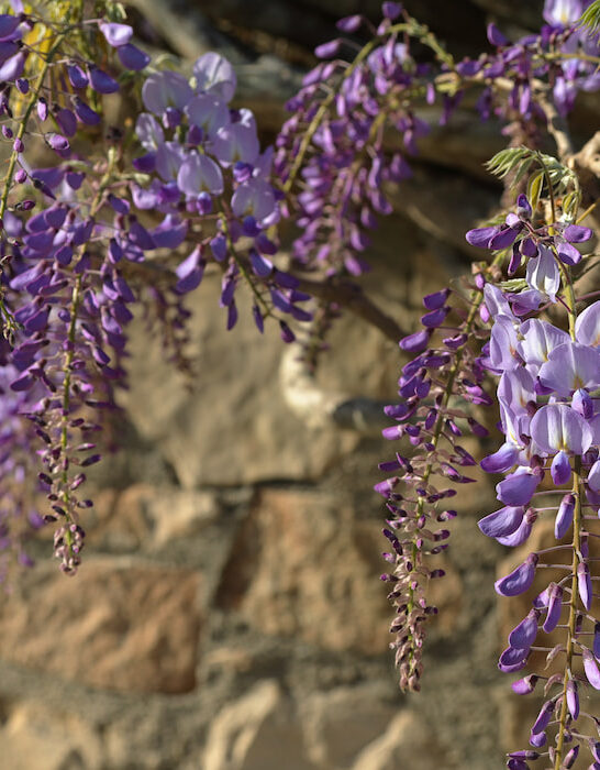 blue purple blooming wisteria sinensis bush climbing wild stones masonry wall