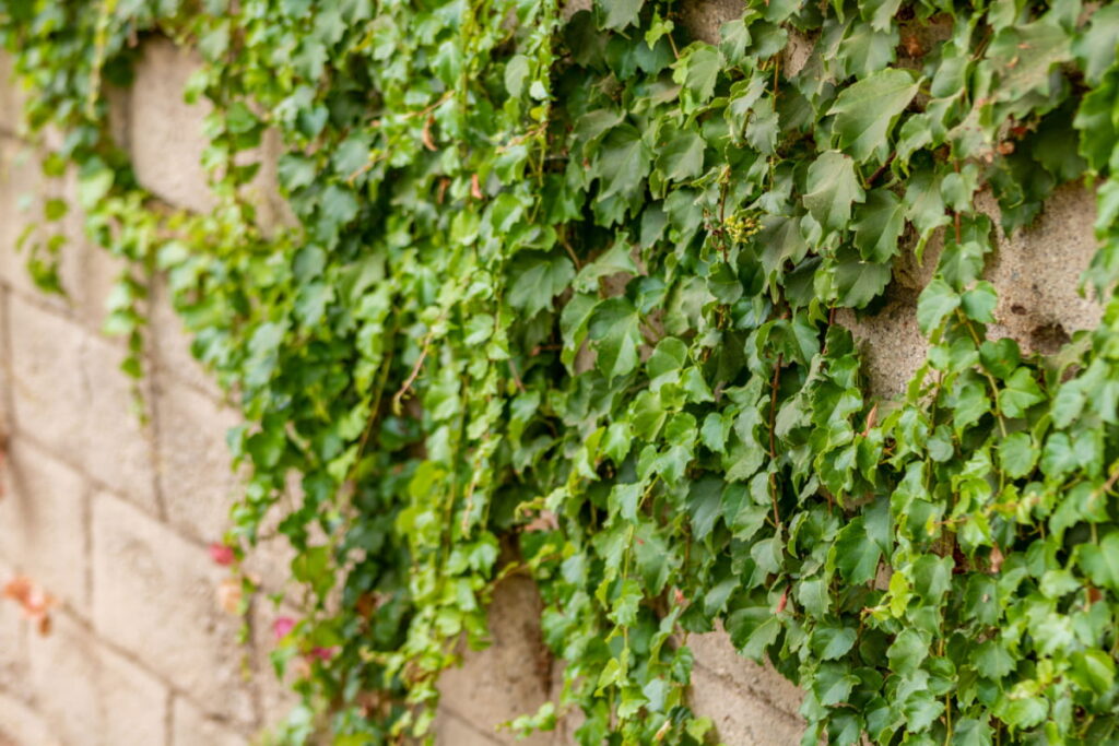 boston ivy plant on a cemented wall