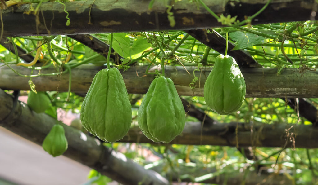 Chayote on wooden trellis ready to harvest