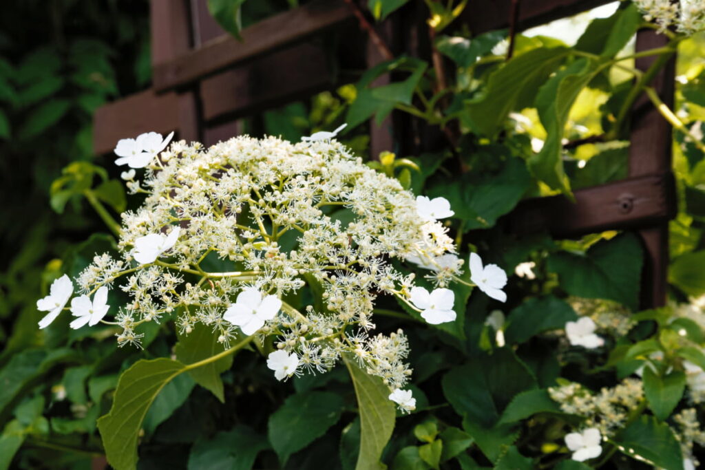 climbing hydrangea with beautiful white flower on a wooden fence
