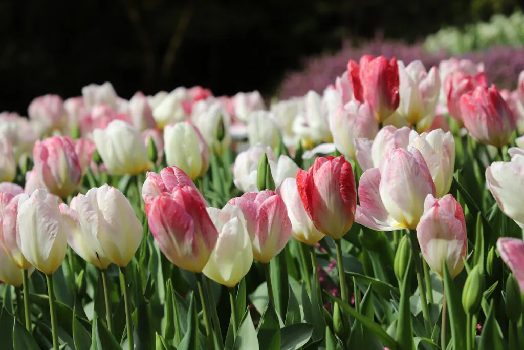 combination of white and light red colored petals of tulips in a field