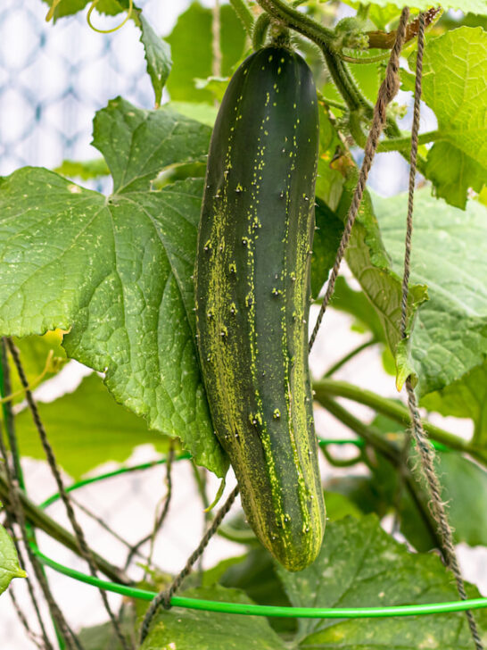 cucumber hanging from a trellis