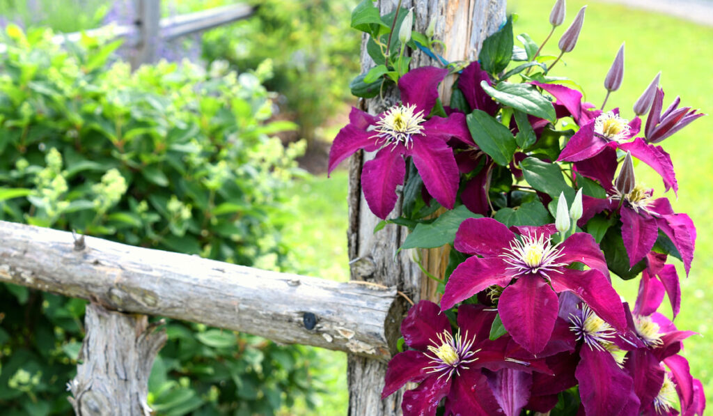 deep purple burgundy clematis flowers climbing on a rustic wooden fence