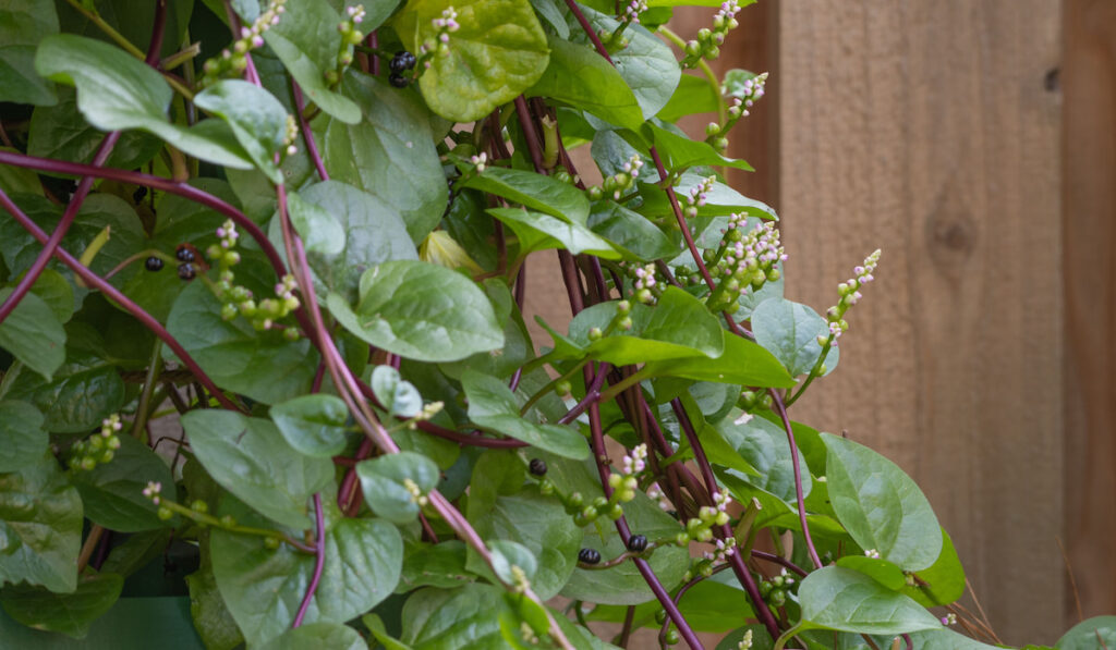 Malabar spinach growing on a trellis in front of a fence in the garden