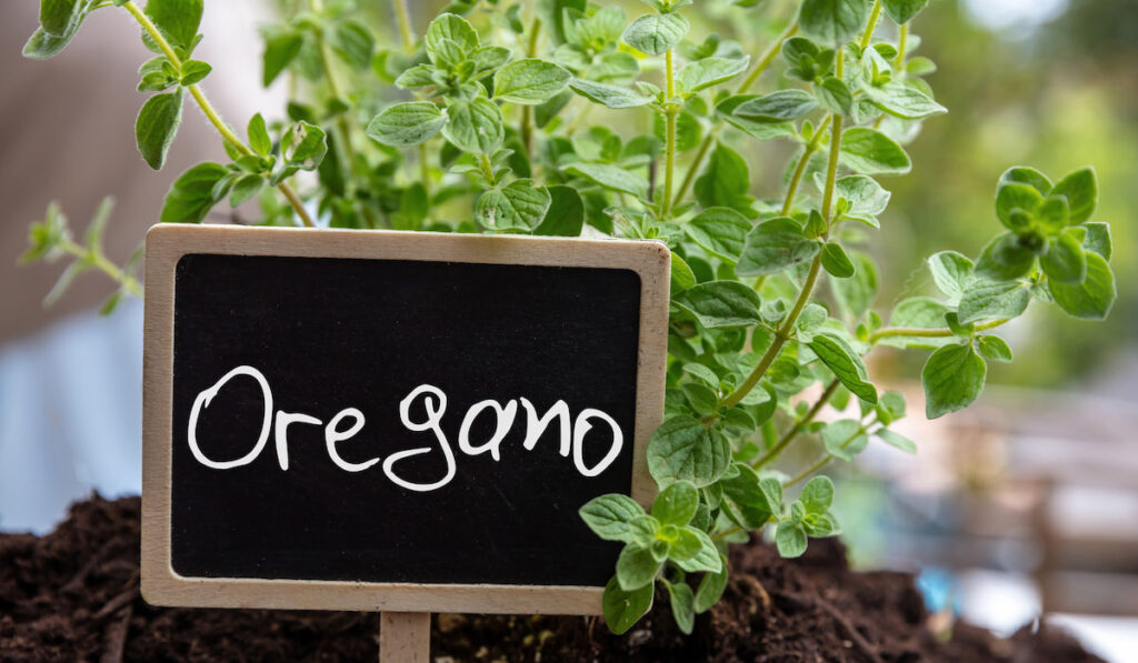 Oregano plant and small black board written oregano 