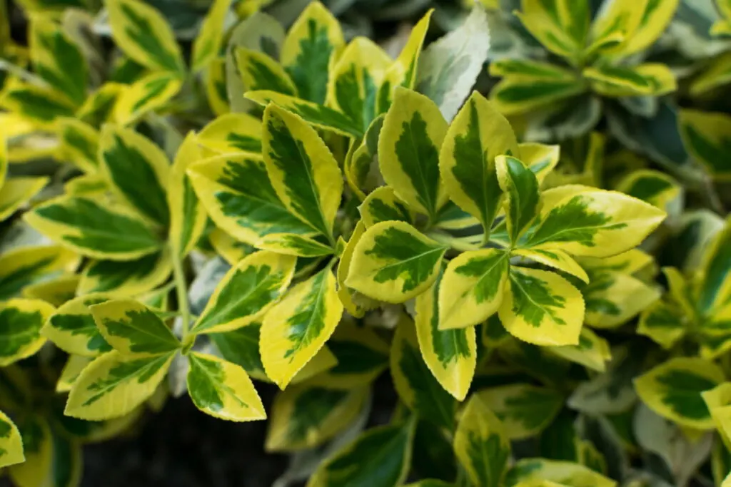 pretty green and yellow leaves of a climbing euonymus