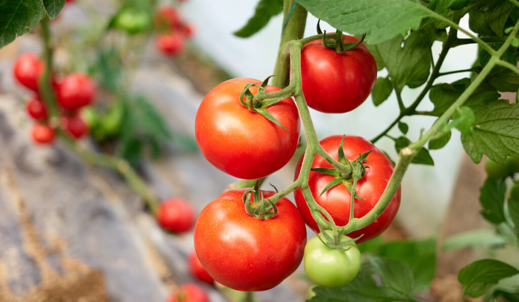 ripe tomatoes on tomato plant growing in a garden