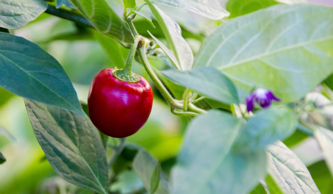 9 Types of Climbing Vegetables - Crate and Basket