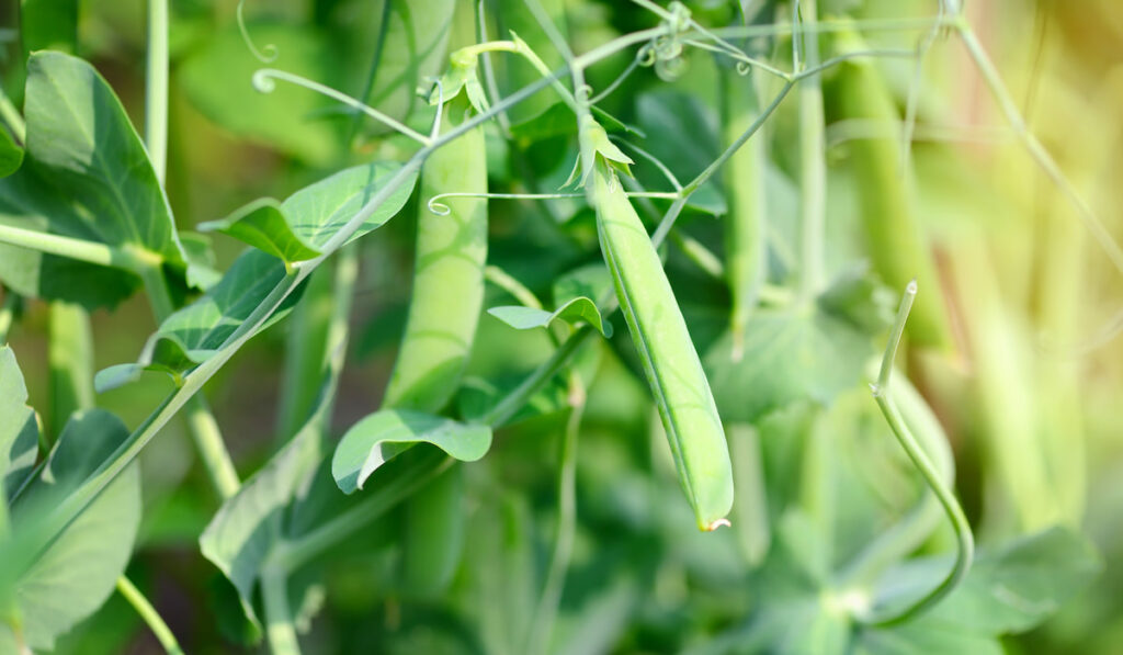 green peas in the vegetable garden