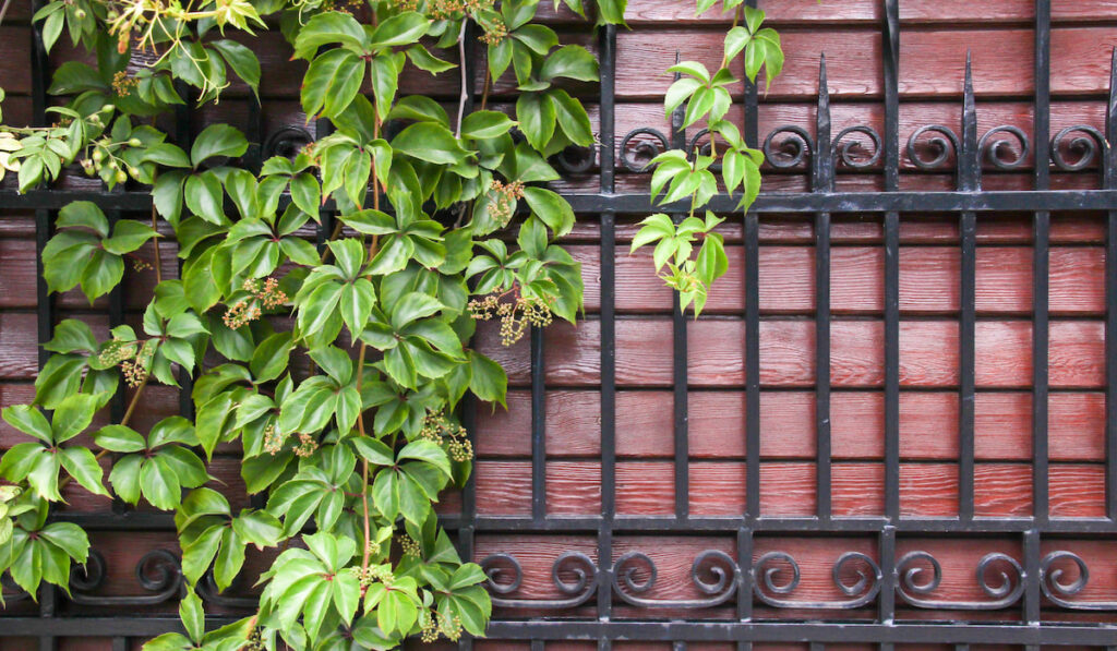 Virgina creeper on brown wood fence with forged metal decorative grid