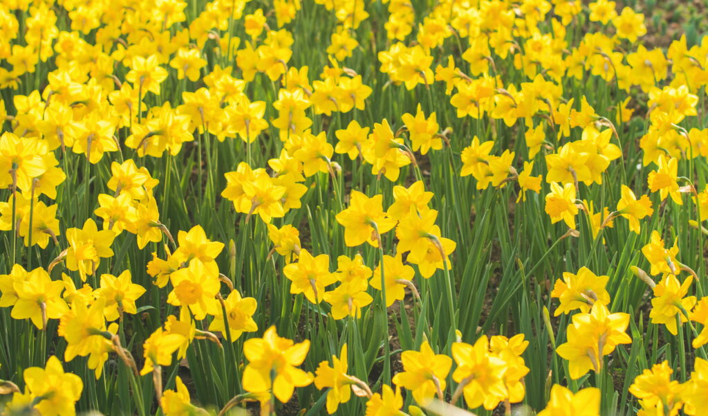 yellow daffodils blooming during spring time