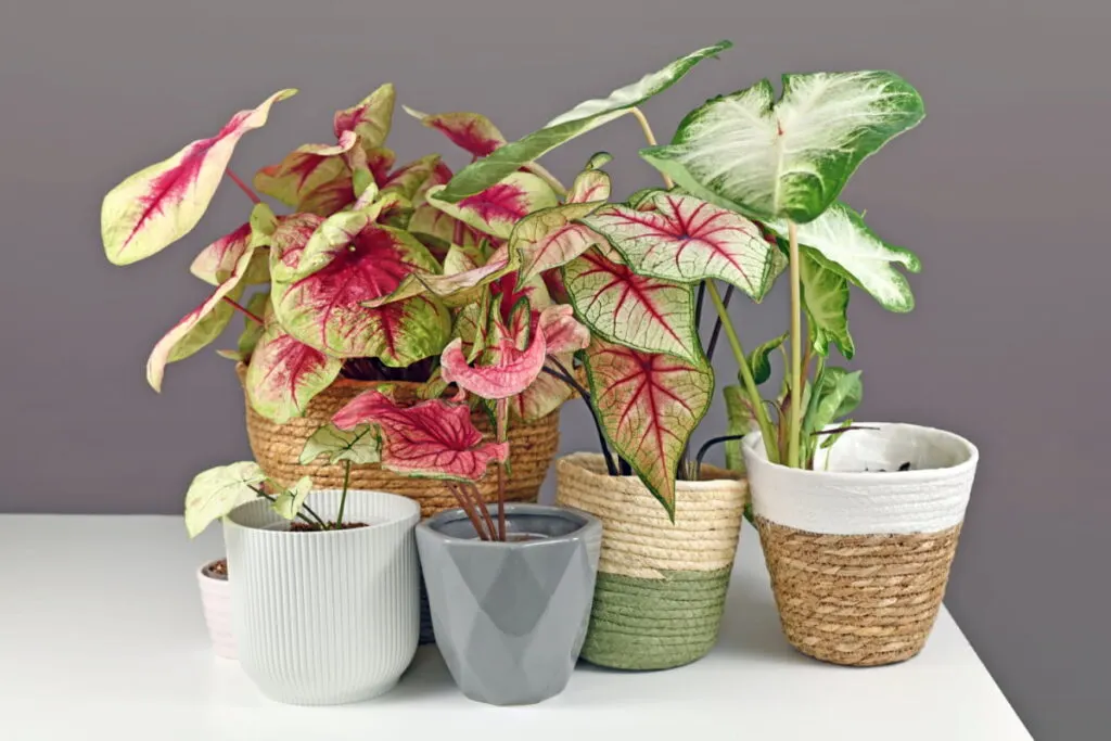 caldaium plants planted on different kinds of flower pots