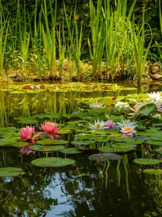 a peaceful pond