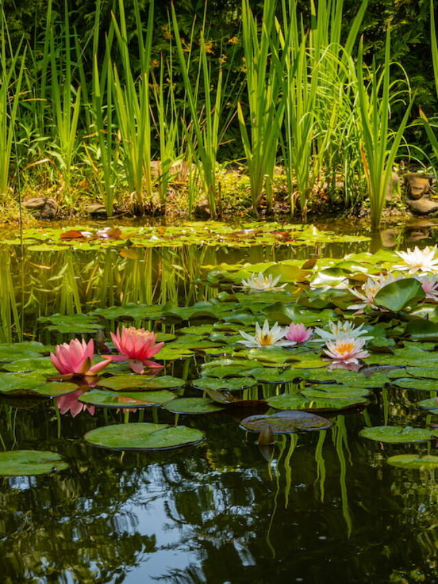 5 Tips for Removing Reeds from Your Pond