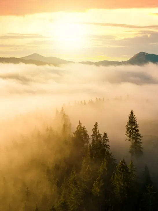 pine trees in spruce foggy morning