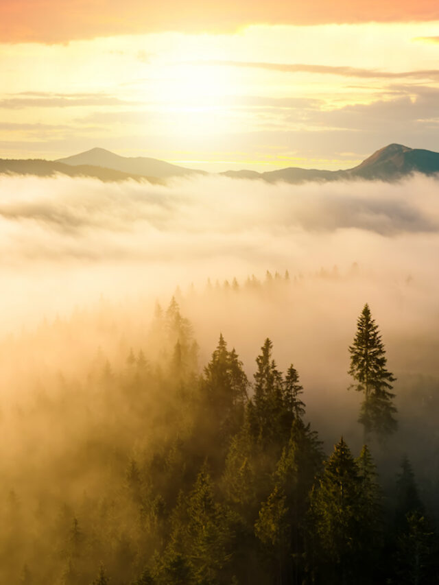 5 Trees That Produce the Most Oxygen