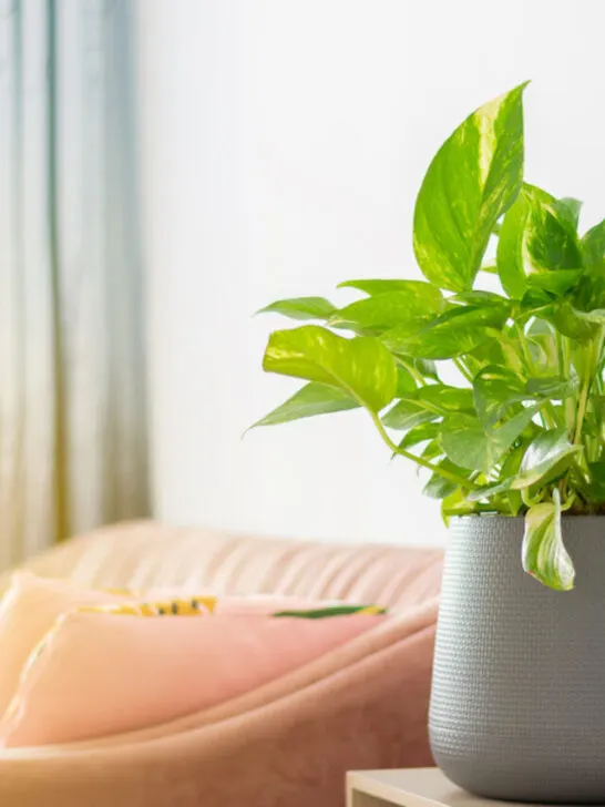 pothos ivy plant in living room