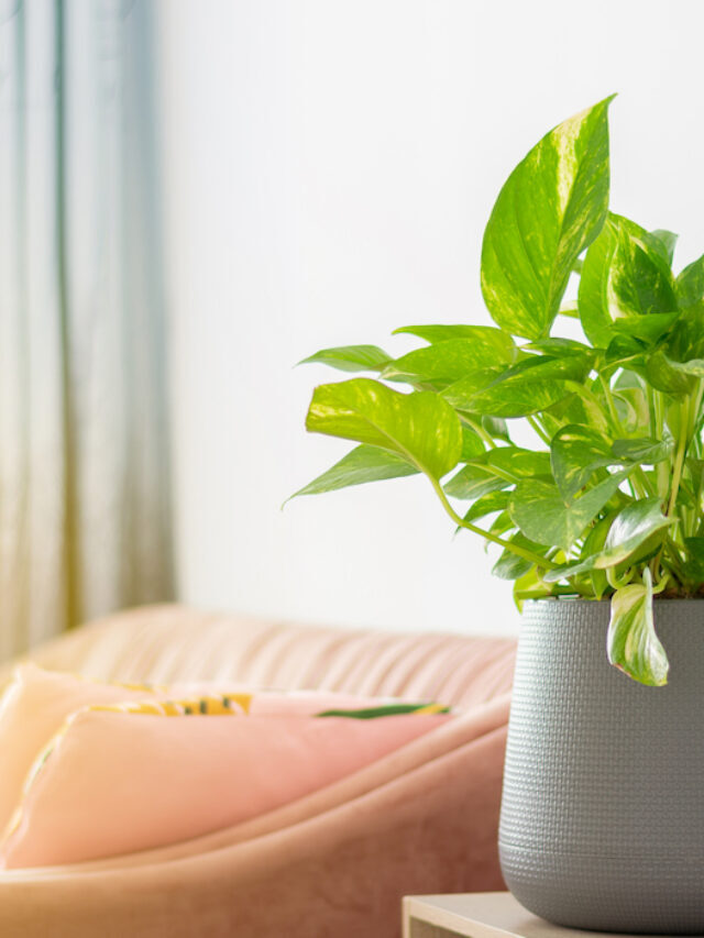 Outdoor Plants That Produce the Most Oxygen