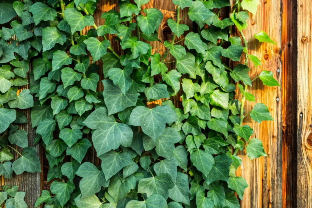 english ivy plant climbing on a wooden fence