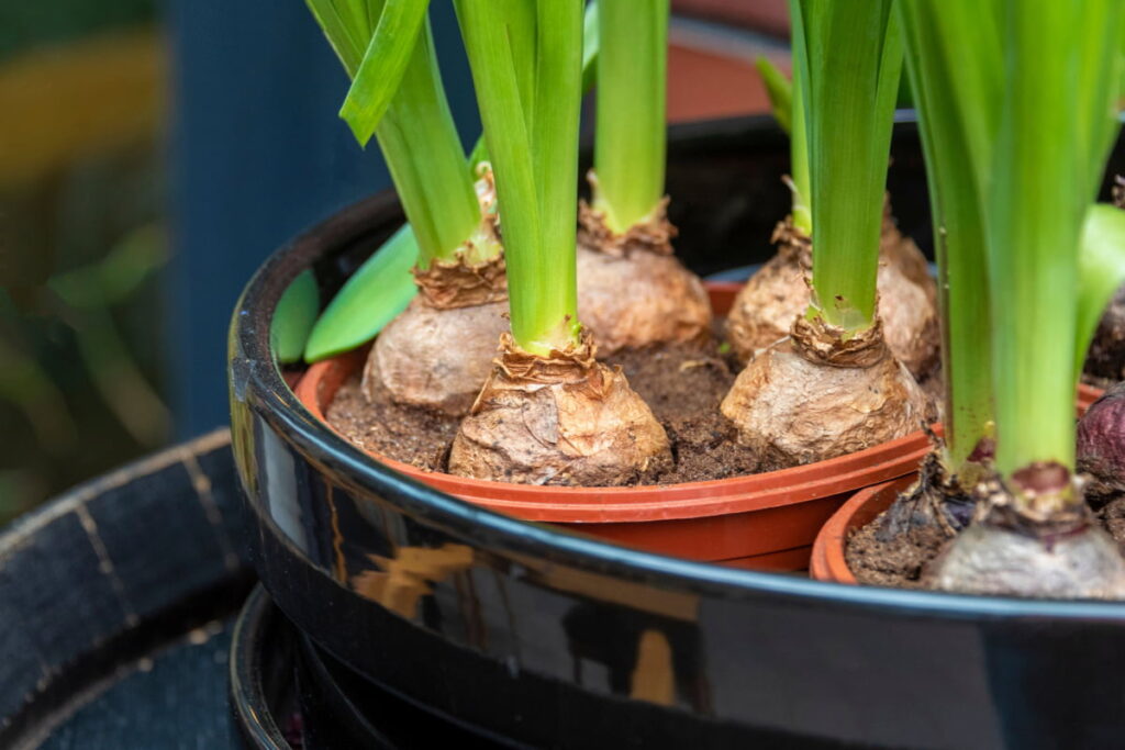 flower bulbs planted in a black plastic pot