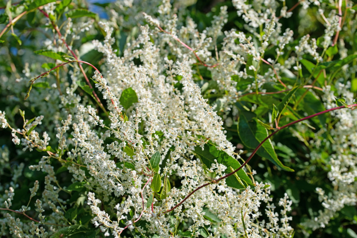 6 Climbing Plants for Fences - Crate and Basket
