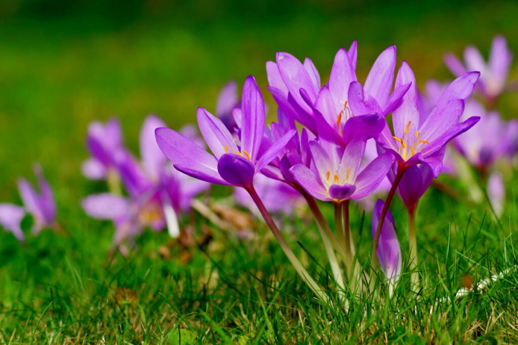 purple autumn crocus flowers rooted in fresh green grass